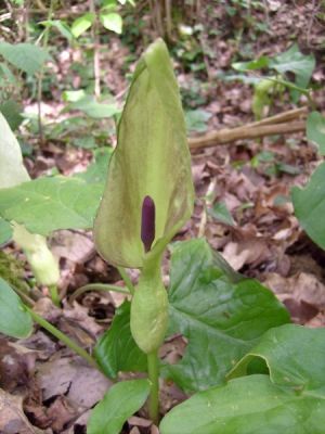 Arum tacheté- Arum maculatum